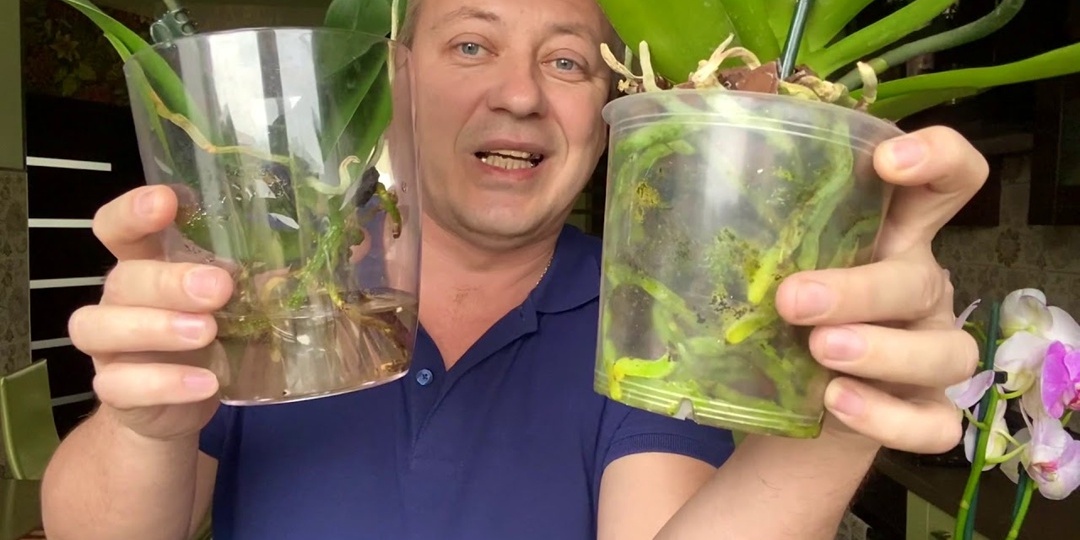 Почему я не засовываю такие корни орхидей в грунт и оставляю их открытыми