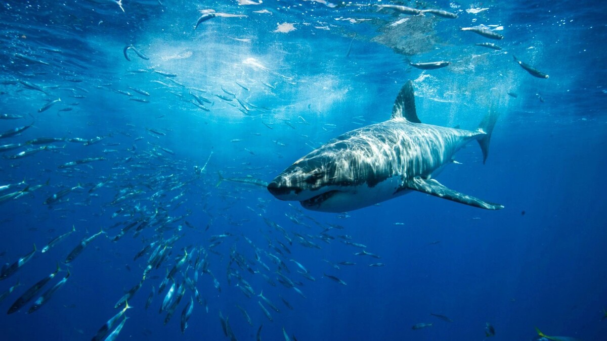    Фото: Jennifer Mellon Photos/Shutterstock/Fotodom