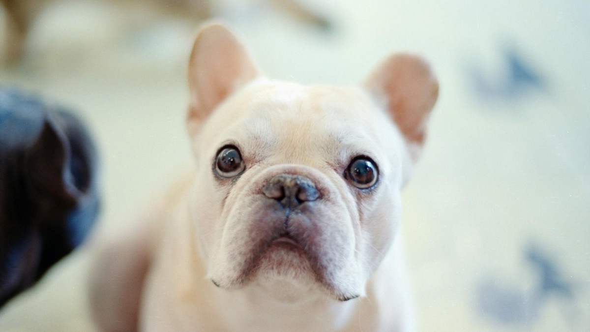    Так выглядит покаяние по-собачьи: низкая поза, разведенные уши и взгляд исподлобья — явный сигнал примирения.