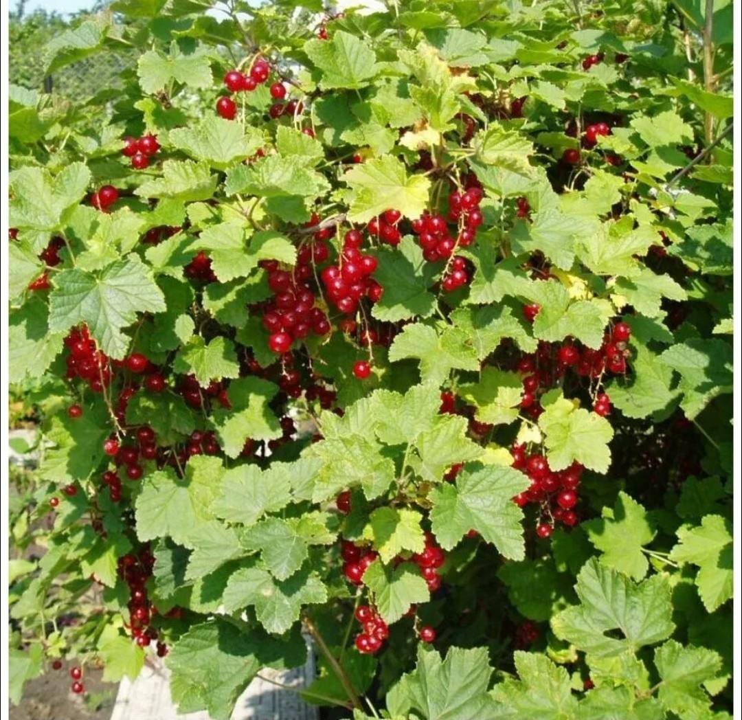 Куст белой и красной смородины, из интернета.