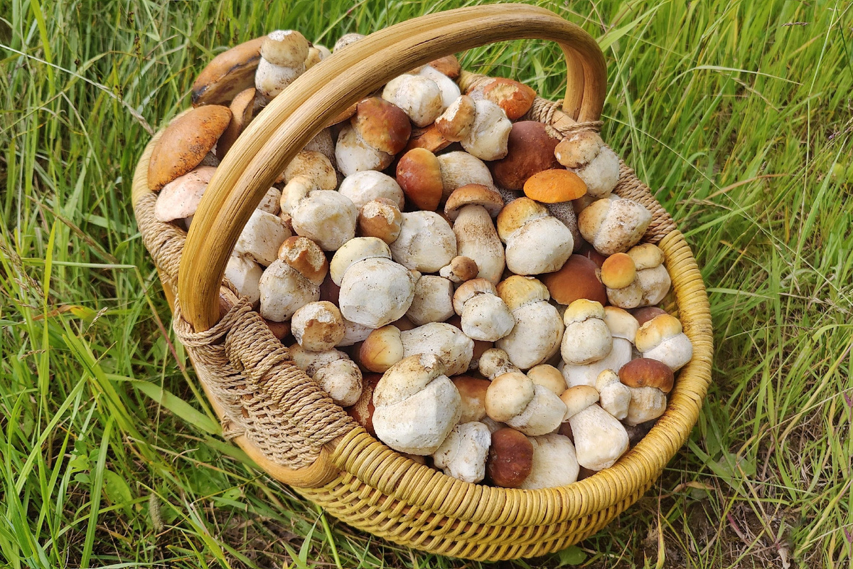 Результат похода 28 июня 2025г.