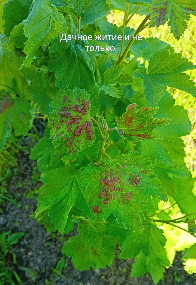 Поврежденный лист смородины