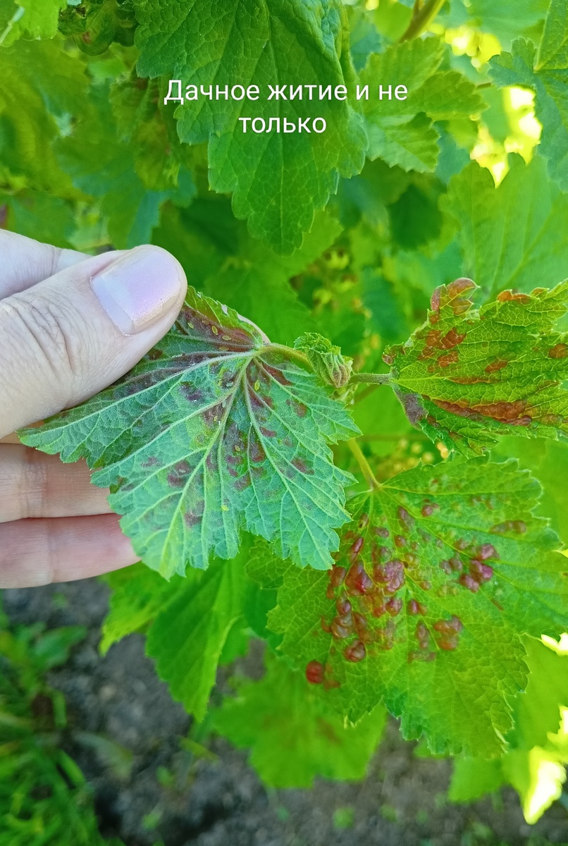 Маленькая зелёная тля на листике