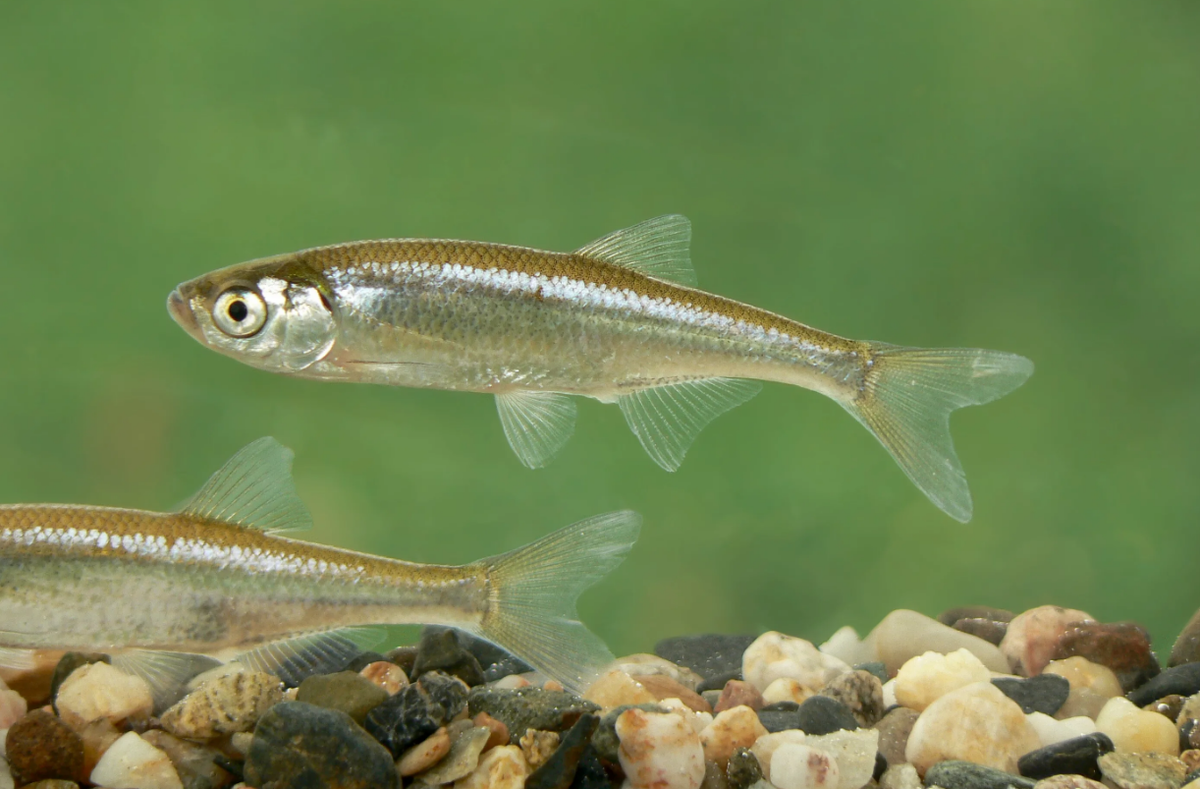 верховка рыба, верхоплавка, синтявка, ловля верховки, трофейная верховка, крупная верховка.