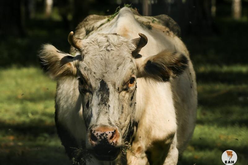    ЕАН / Архивное фото