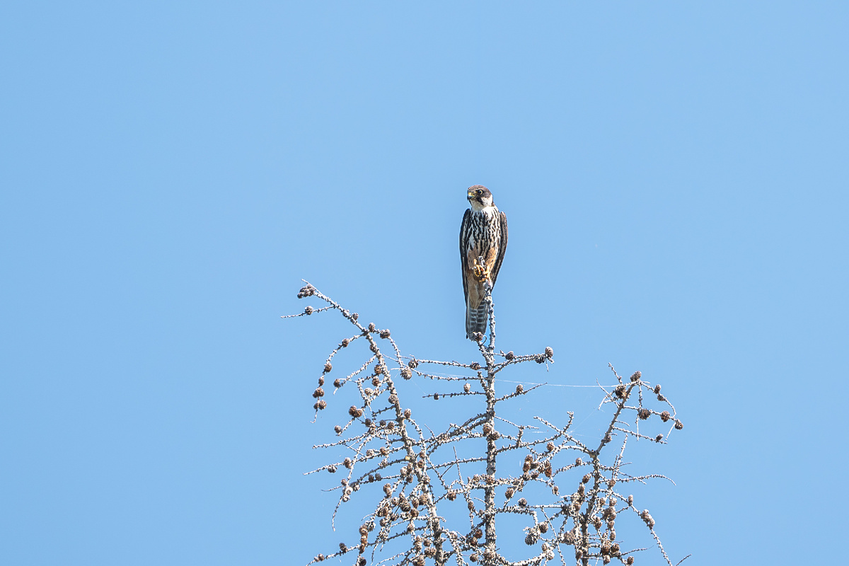 Фото Лубсана Чагдурова