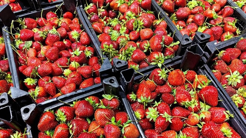   АГН «Москва»