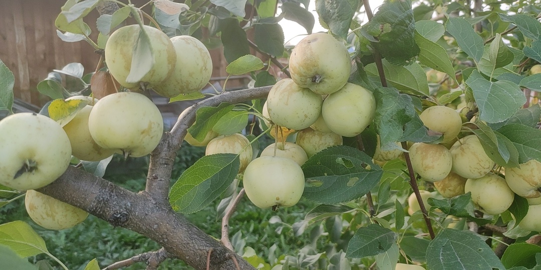 Обработка яблони и груши от вредителей в июле: кого бояться и чем защищаться