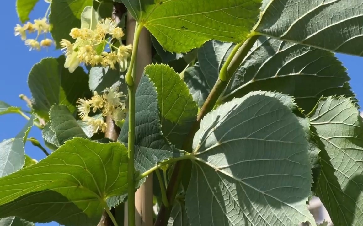 На бульваре Антоненко посадили липовую аллею