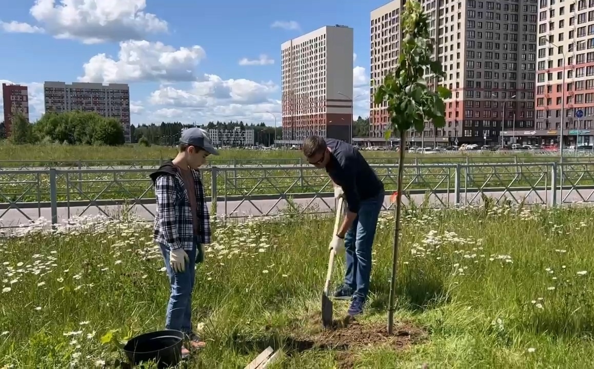 На бульваре Антоненко посадили липовую аллею
