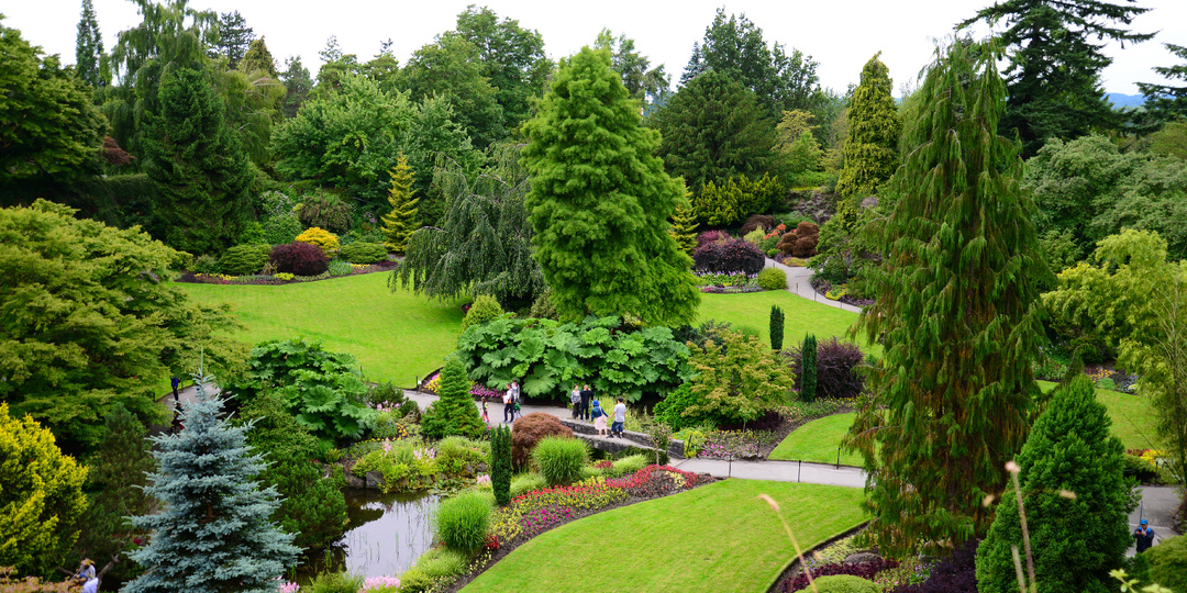 Умный сад. Туя: уход и внимание