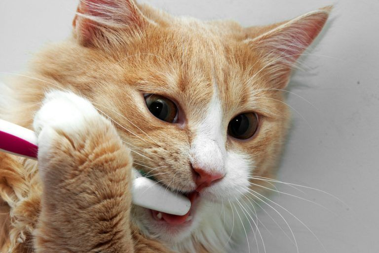 🐱Почему у кошки пахнет изо рта: проблема и её решение