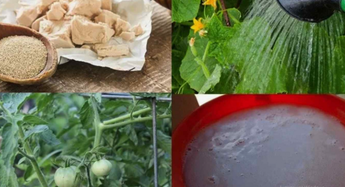 дрожжевая подкормка