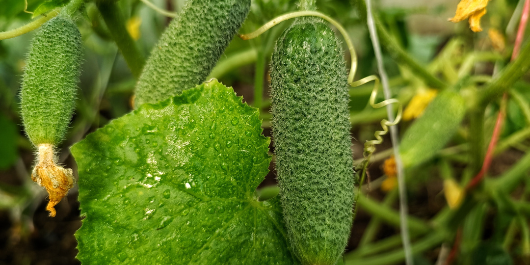 Подкормки огурцов в теплице в июле: как продлить плодоношение и улучшить вкус
