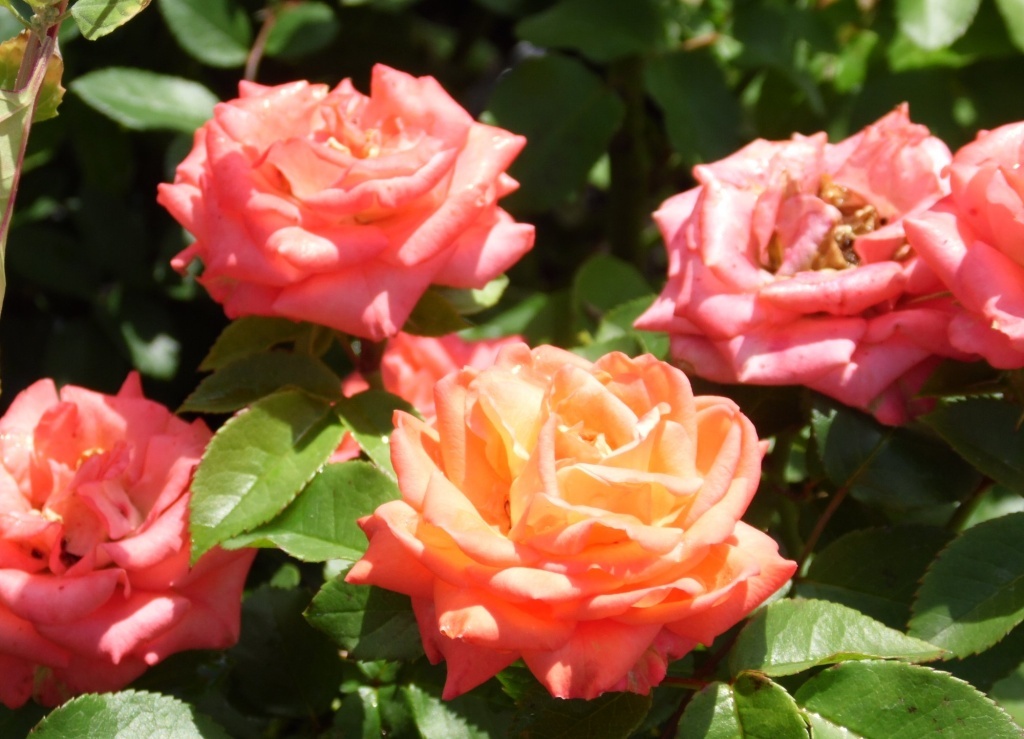  Роза спрей Файер Кинг