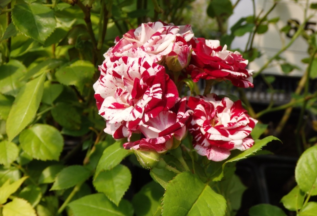  Роза спрей Флеш Найт