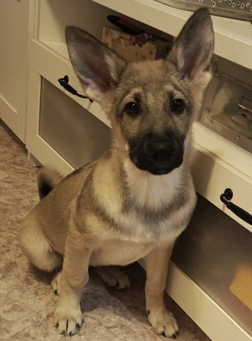 Здравствуйте! Я - Спайк 🐾