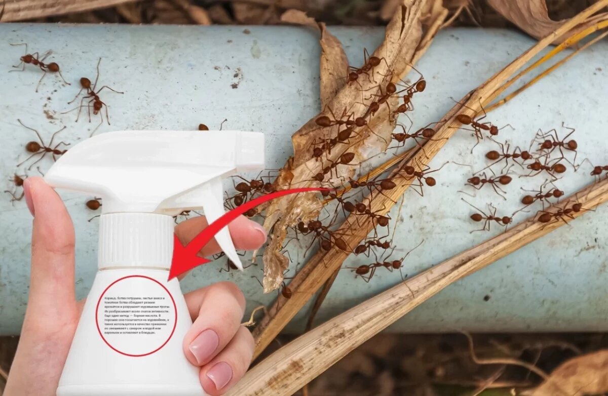    И никакой химии: