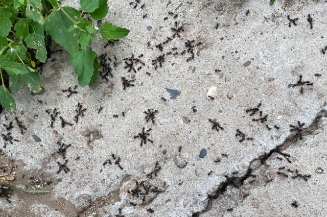    Фото: АиФ/ Анна Мамаджанова