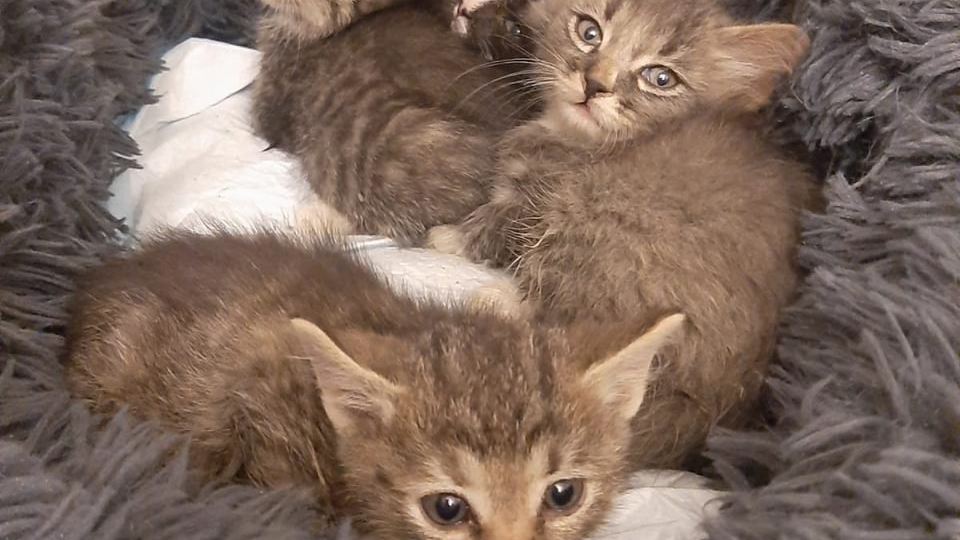 🆘SOS🆘 Кошачьему блоку нужна помощь, нечем кормить животных.