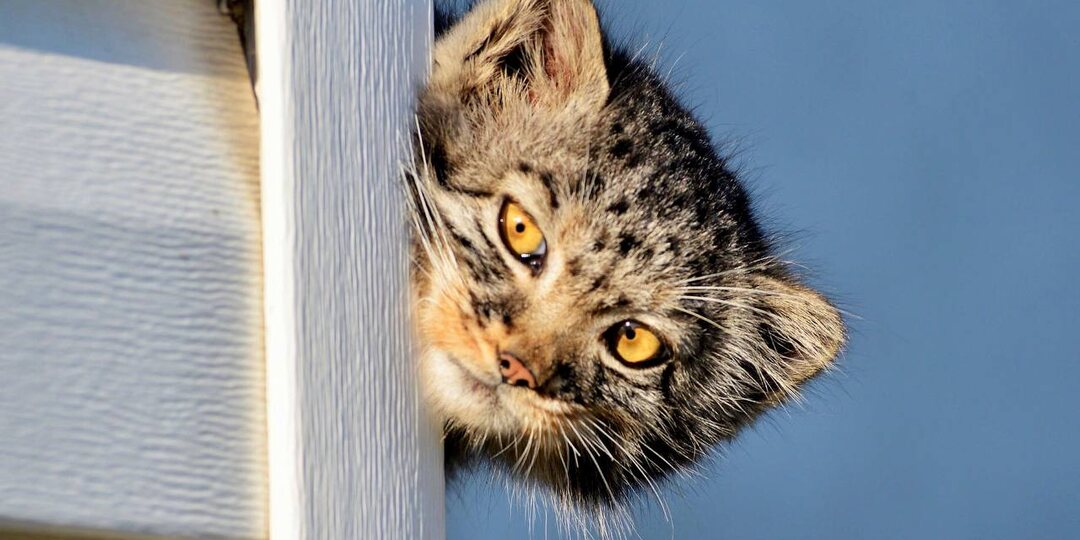 Детёныша манула Дашку нашли едва живой под вагончиком. Как степной котёнок неожиданно пришёл к людям