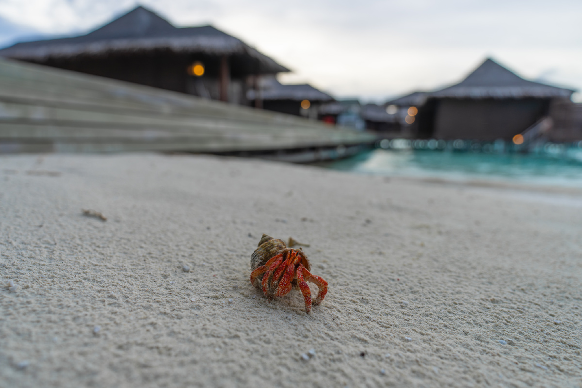 Сейшельские острова, фото автора.