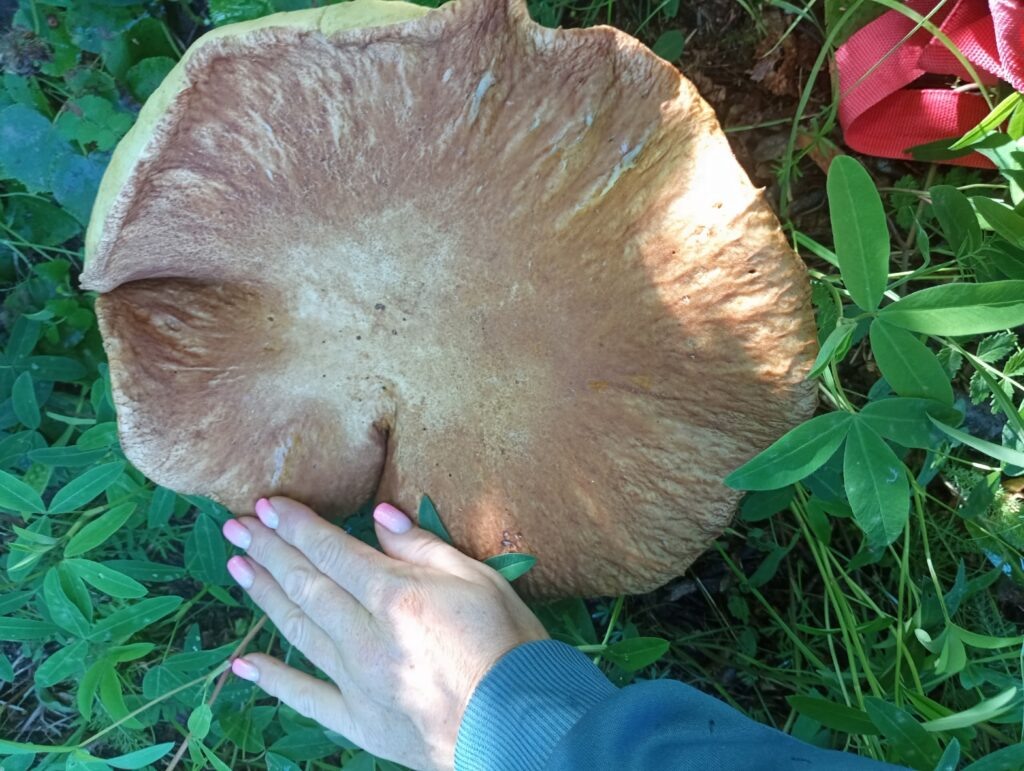    Фото: Грибы Пермского края / VK Полина Анкушина