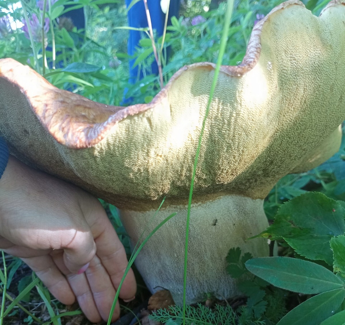    Фото: Грибы Пермского края / VK Полина Анкушина