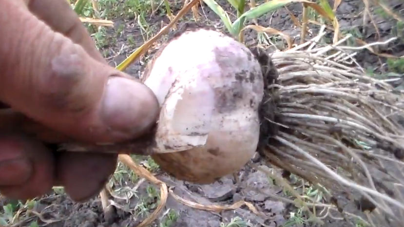 Чеснок готов к уборке, это видно при правильной проверке