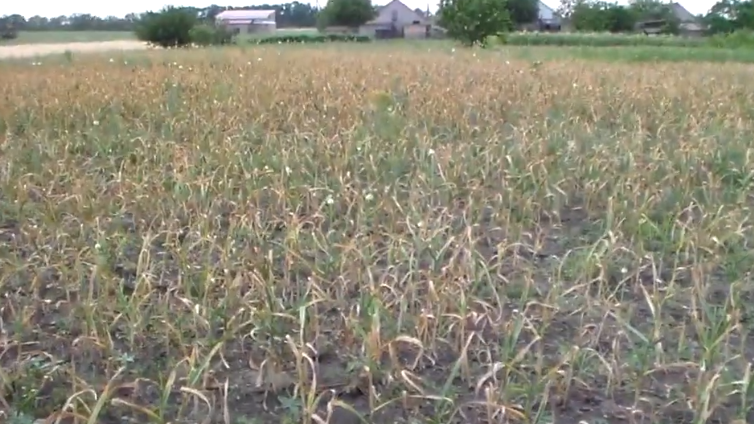 Пожелтение листьев происходит неравномерно и не всегда указывает на зрелость головок