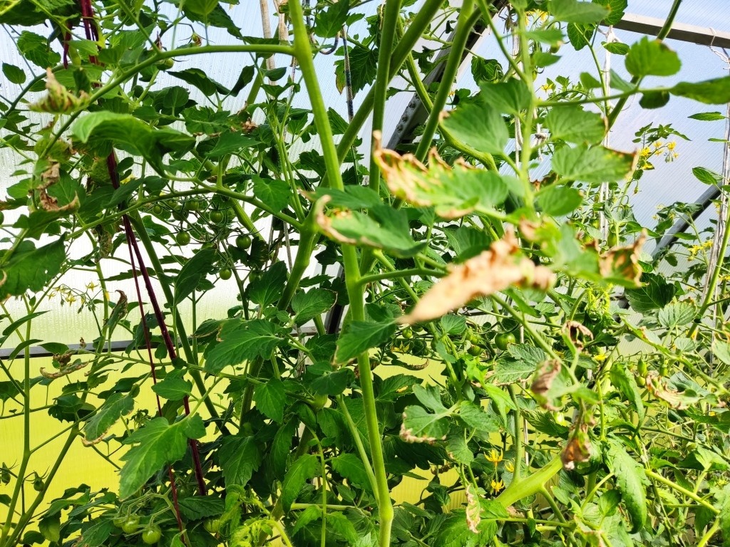 Краевой солнечный ожог на листьях помидоров. Чаще всего на верхушках томатов, если на листьях скапливается конденсат с теплицы или пленочного укрытия... Листья просто сгорели...