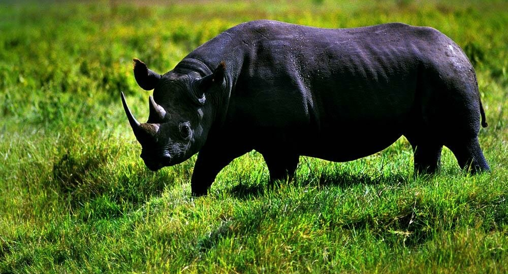 🐾 Животные, которых мы потеряли: исчезнувшие виды за последние 25 лет