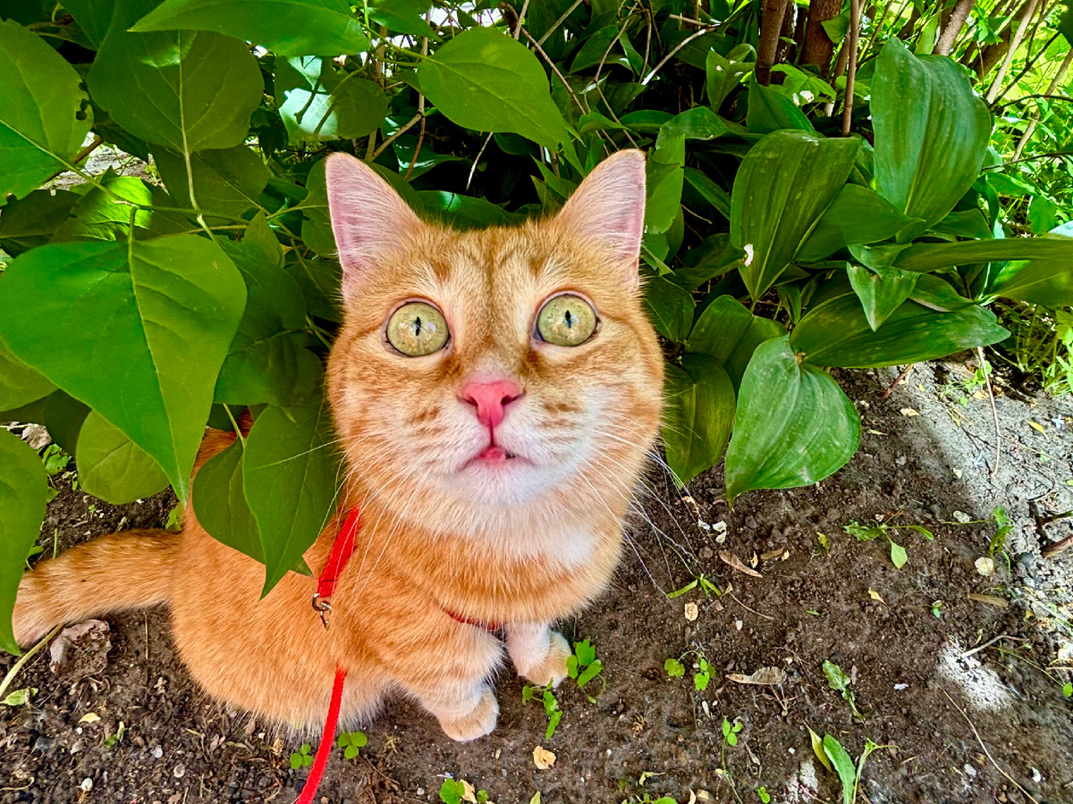 Кому я там что должна?