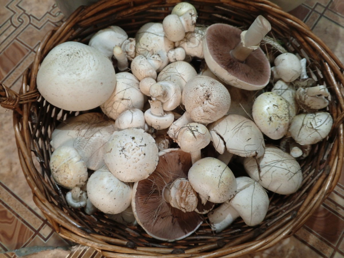 Шампиньоны