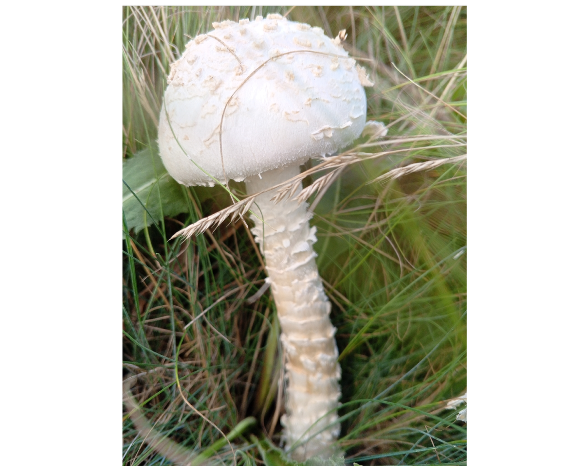 Мухомор Виттадини. Фото авторов