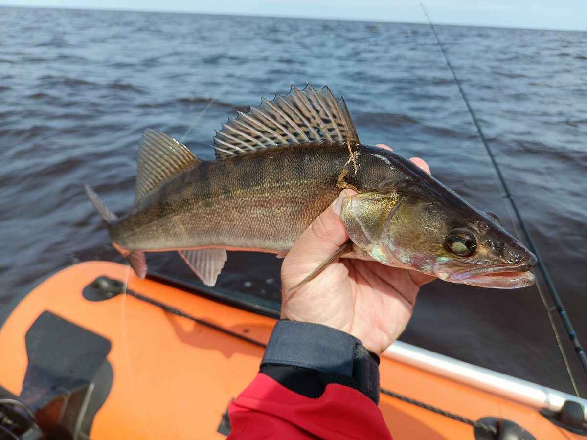 грамм 700-800 самый большой