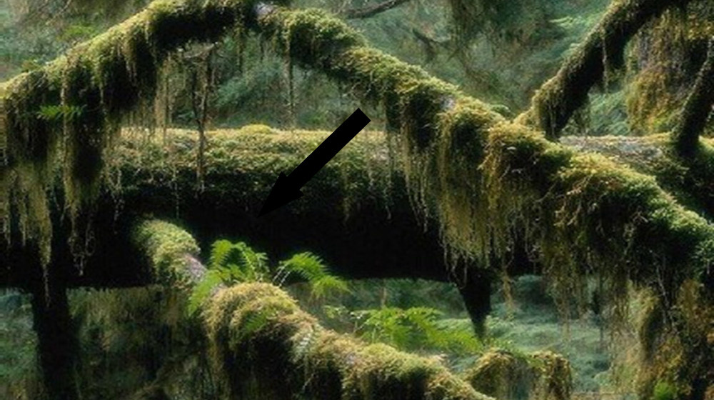    Тайна пропавших в ягодных джунглях почему статистика пугает даже скептиков