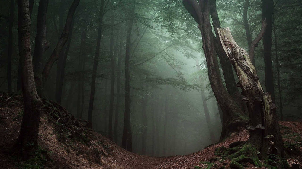    Тайна пропавших в ягодных джунглях почему статистика пугает даже скептиков