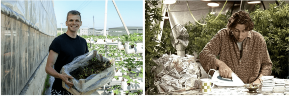 Слева – моя рассада, справа – мои ожидания.