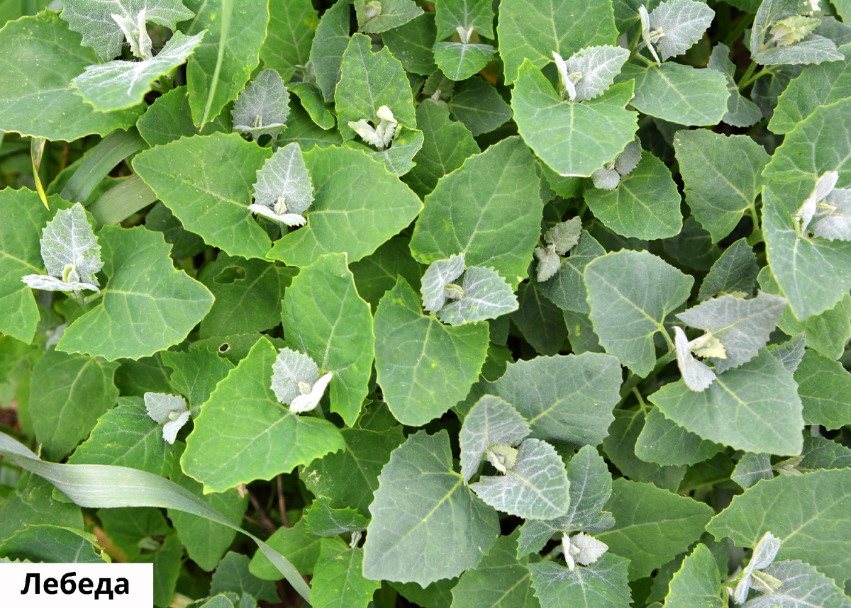 Растения, провоцирующие респираторную аллергию