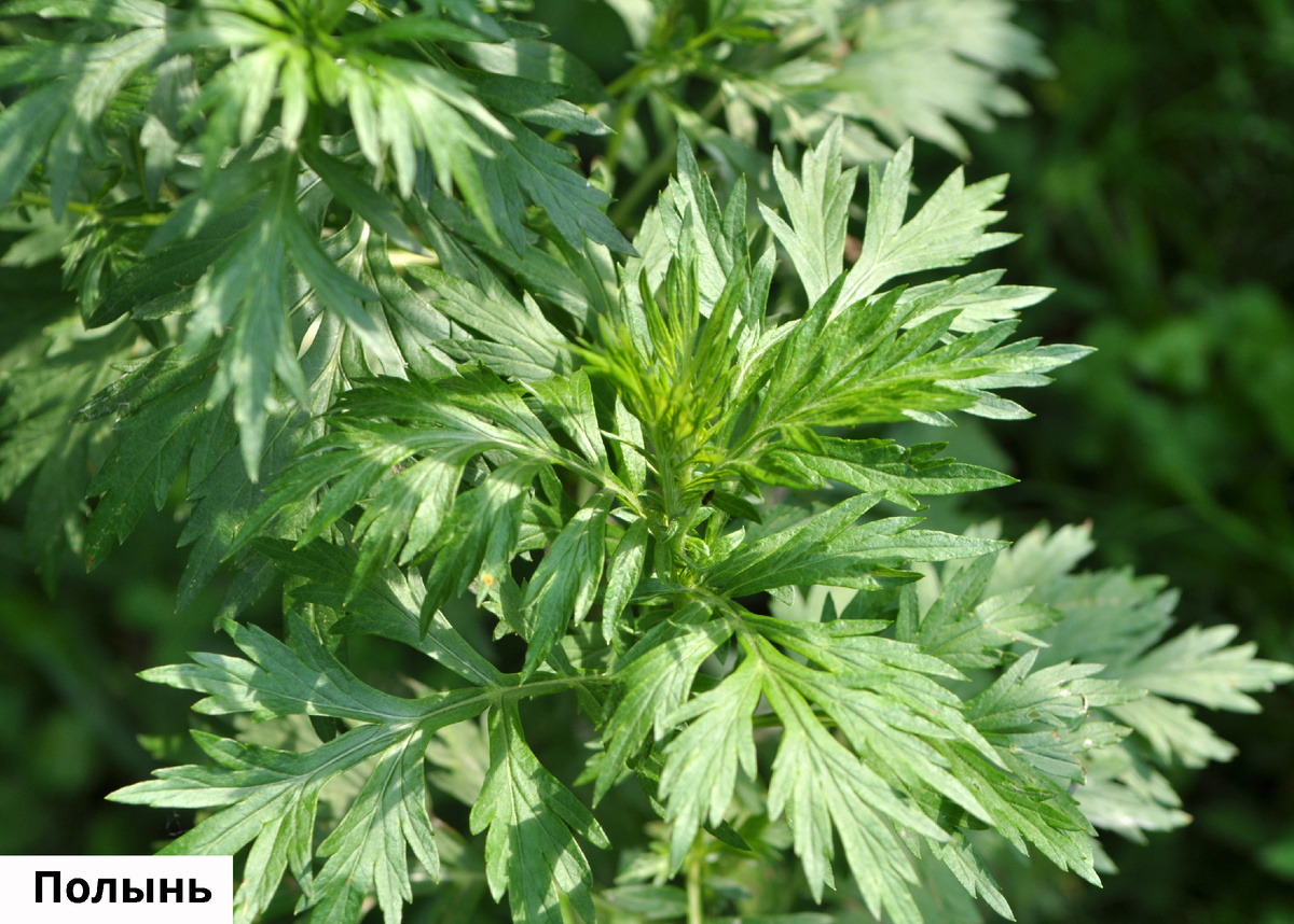 Растения, провоцирующие респираторную аллергию