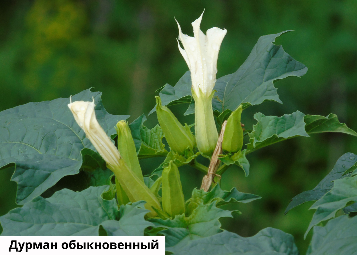 Растения, провоцирующие респираторную аллергию