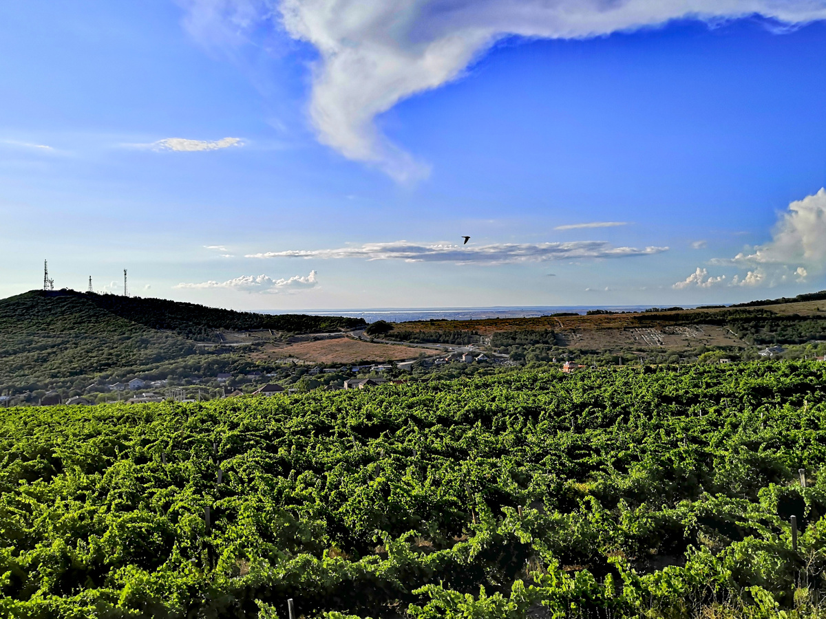 Стройные ряды виноградников с видом на море в районе села Сукко недалеко от Анапы