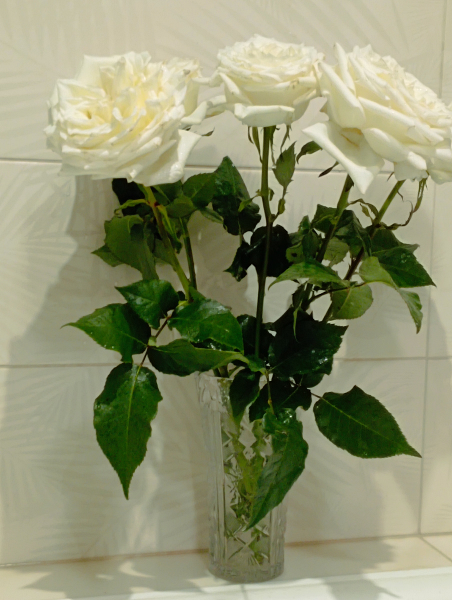 Купаются розы по ночам. 