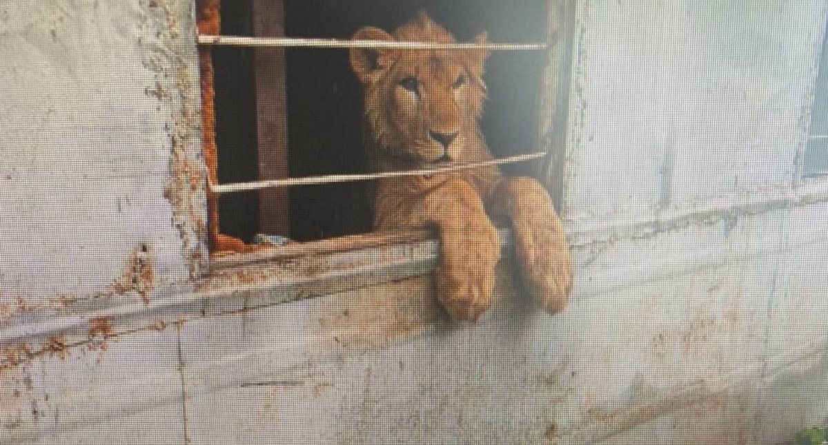 Автор: В. Панченко
