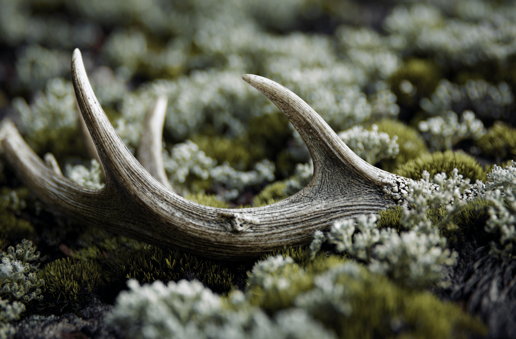 Рога — древний инструмент выживания.