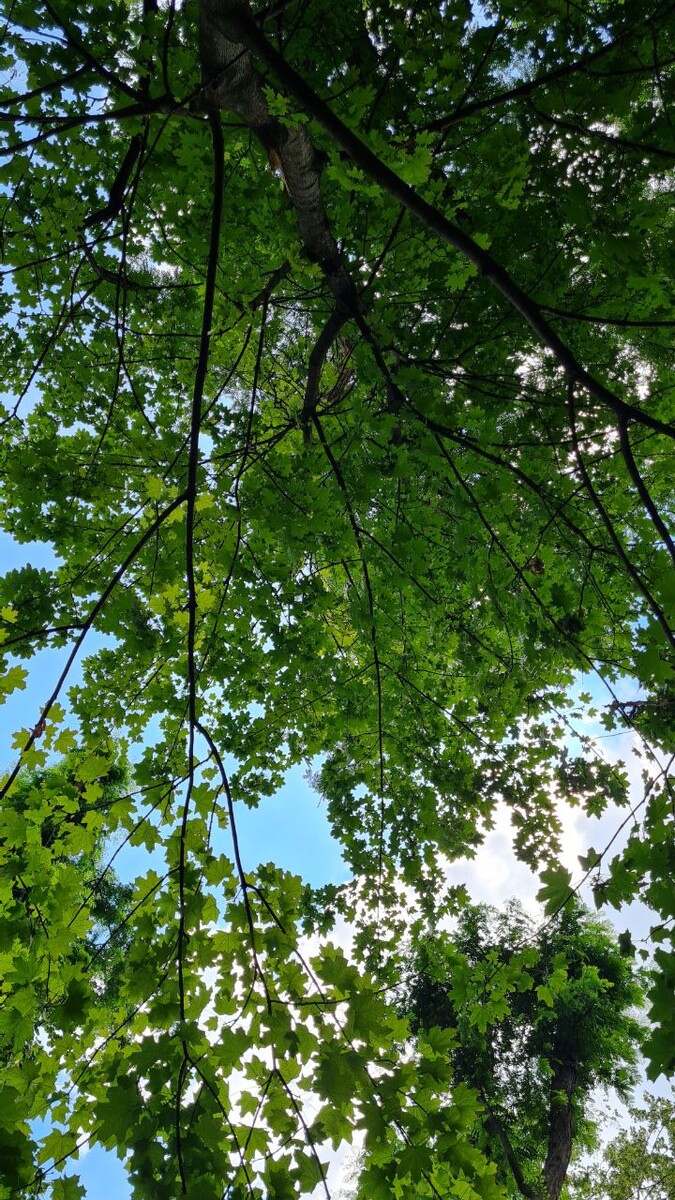 6 июня 2025 г. Парк Революции, г.Ростов-на-Дону. Это не деревья перевернулись, а мой взгляд на мир) (автор фото Светлана Пятерикова)