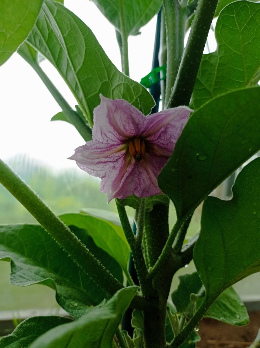 Пучковое семейство - этот сорт зацвёл первым. 06 июля.