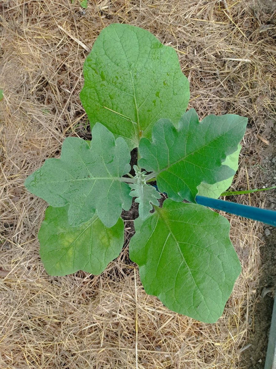 Грибное удовольствие.