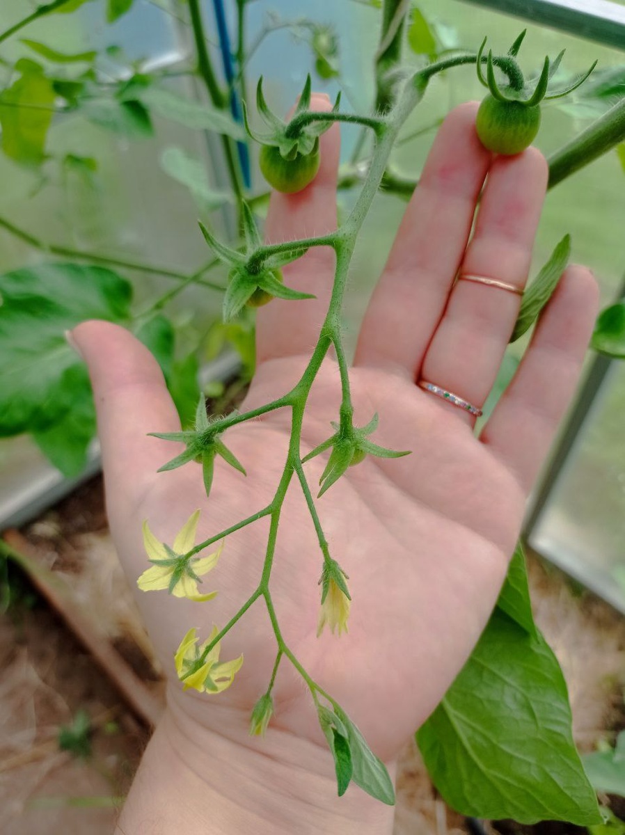 Не физалис.